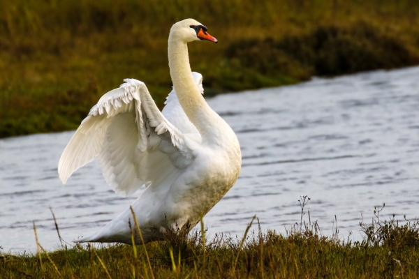 A Mute Swan spreads his wings on the shorelin of Cave's Marsh, Malahide