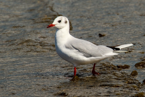 A Black Headed Gull walks in the shallow water at the shoreline