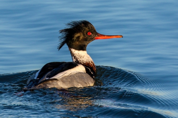 A Red Breasted MErganser shows off a funky hair style at Cave's Marsh, Malahide