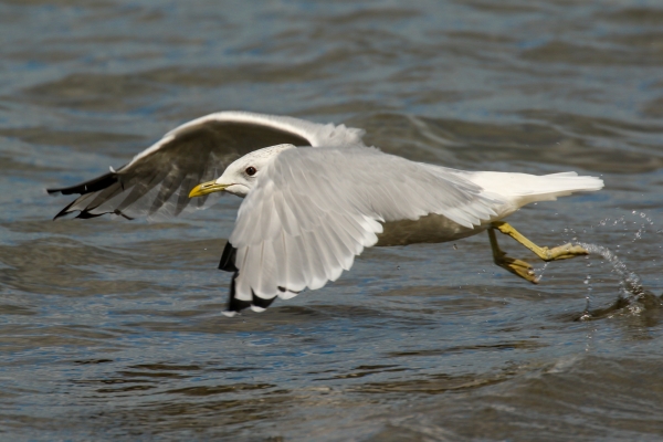A Common Gull flies along the shoreline at Cave's Marsh, Malahide