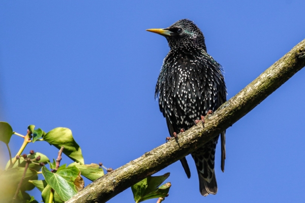 A Starling on a branch against a deep blue sky