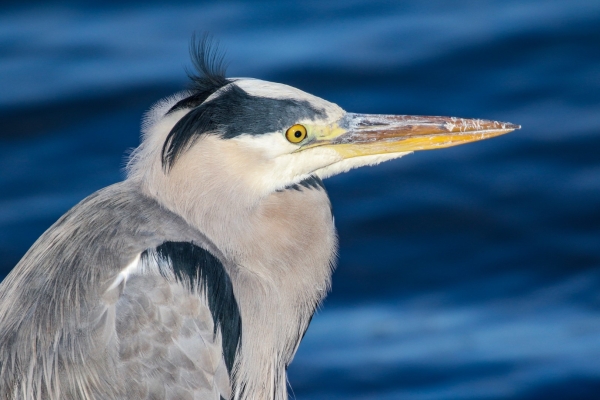 Close up of a Grey Heron with the deep blue water in the background