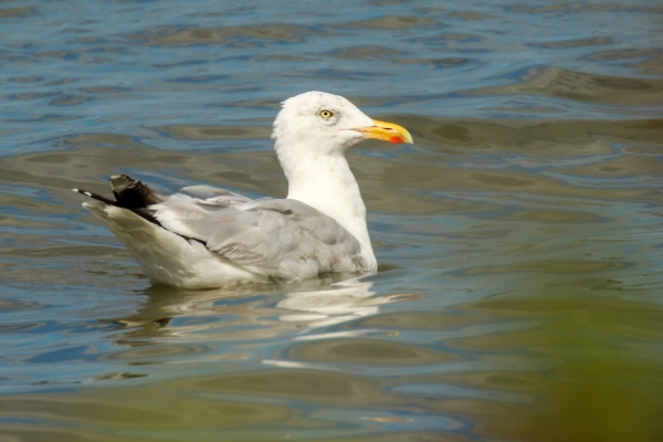 A Herring Gull in bright sunlight on the water at Cave's Marsh, Malahide