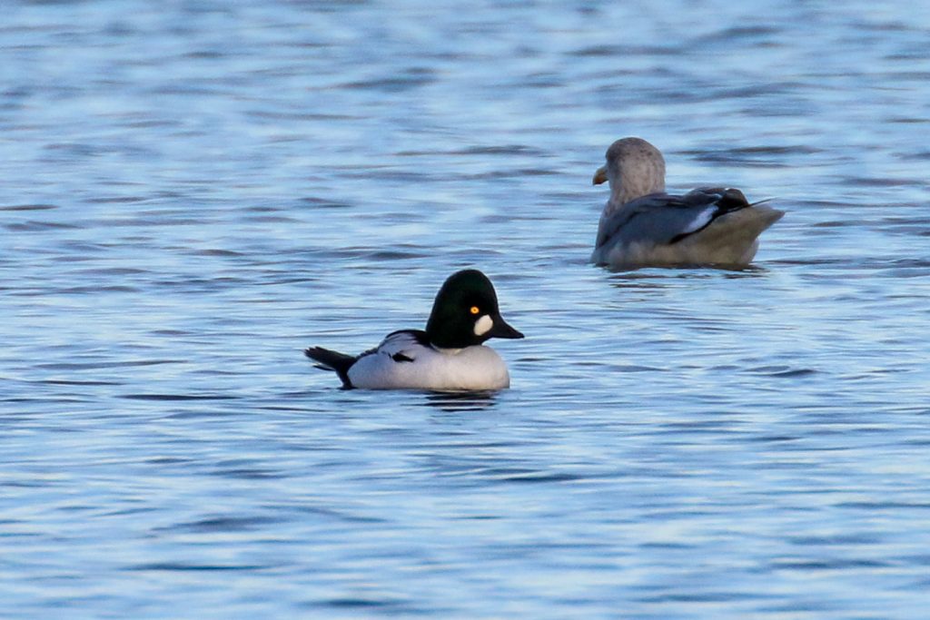 Cave&#039;s Marsh Malahide Birds