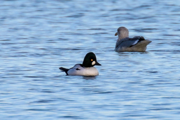 A Goldeneye swims up the channel at Cave's Marsh, Malahide