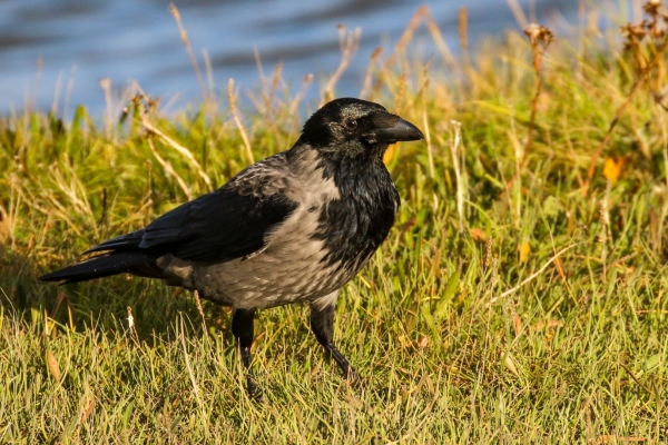 A Hooded Crow in the grass at Caves Marsh, Malahide