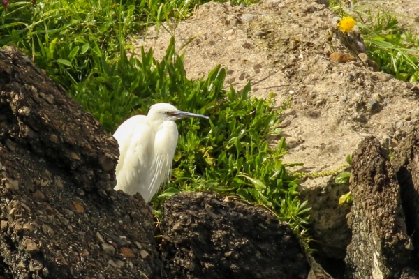 A Little Egret on the rocks at Cave's Marsh, Malahide Estuary