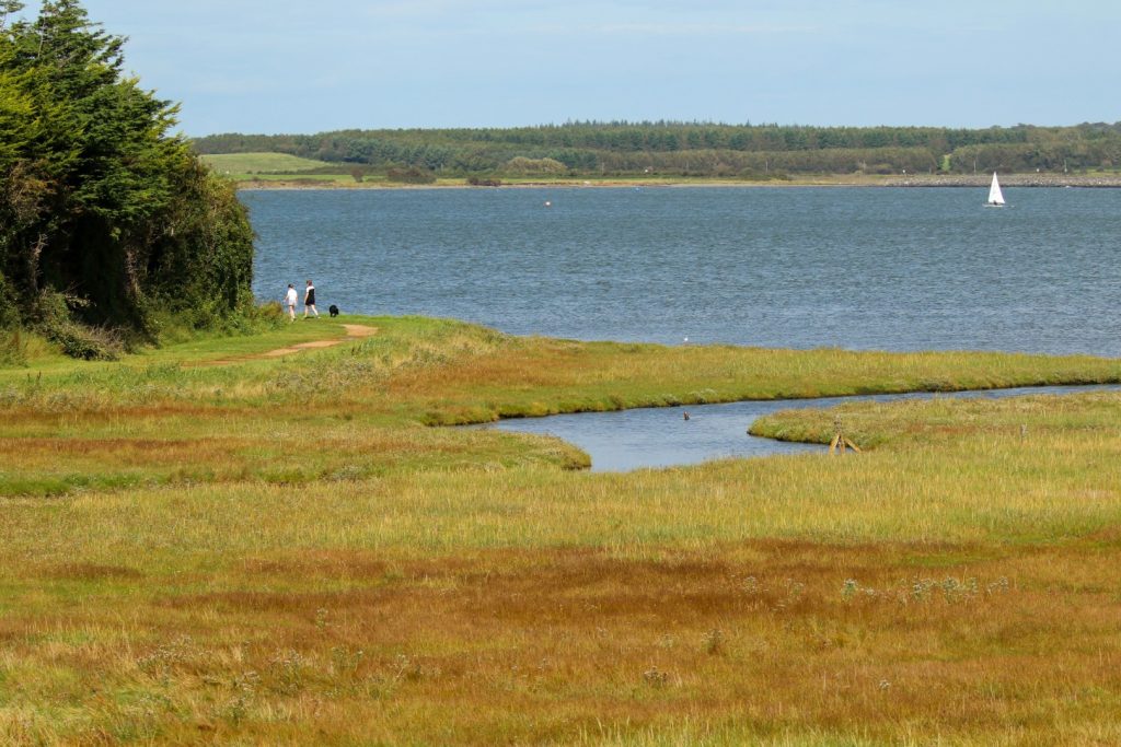 Cave&#039;s Marsh birds malahide