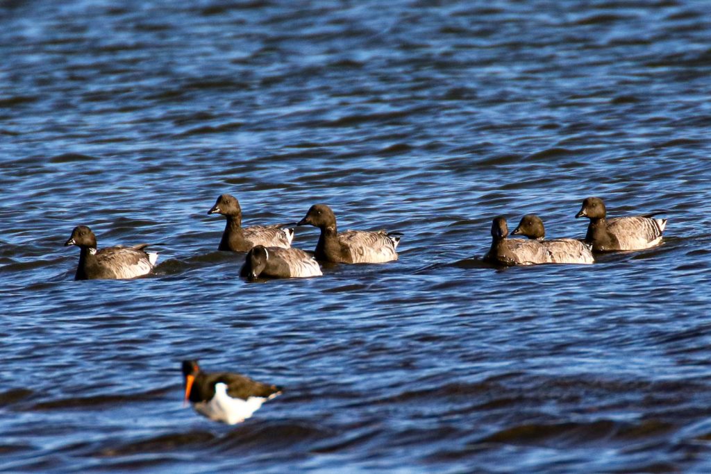 Cave&#039;s Marsh Malahide Birds