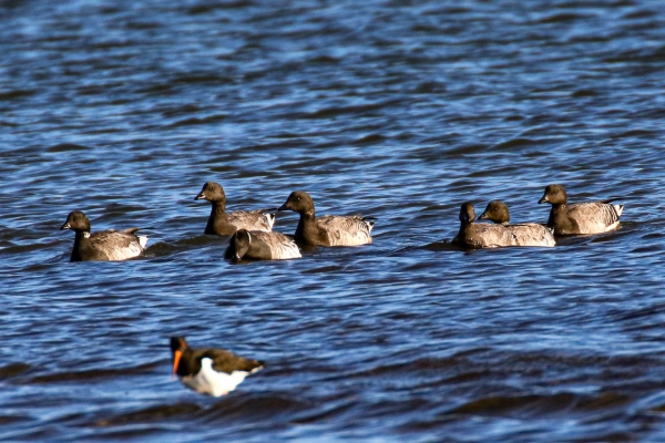 A Group of Brent Geese swimming up the channel at Cave's Marsh, Malahide