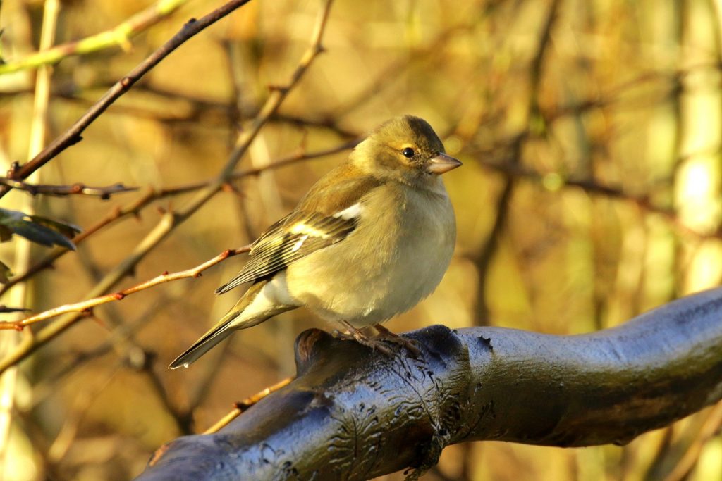 bird watching ireland