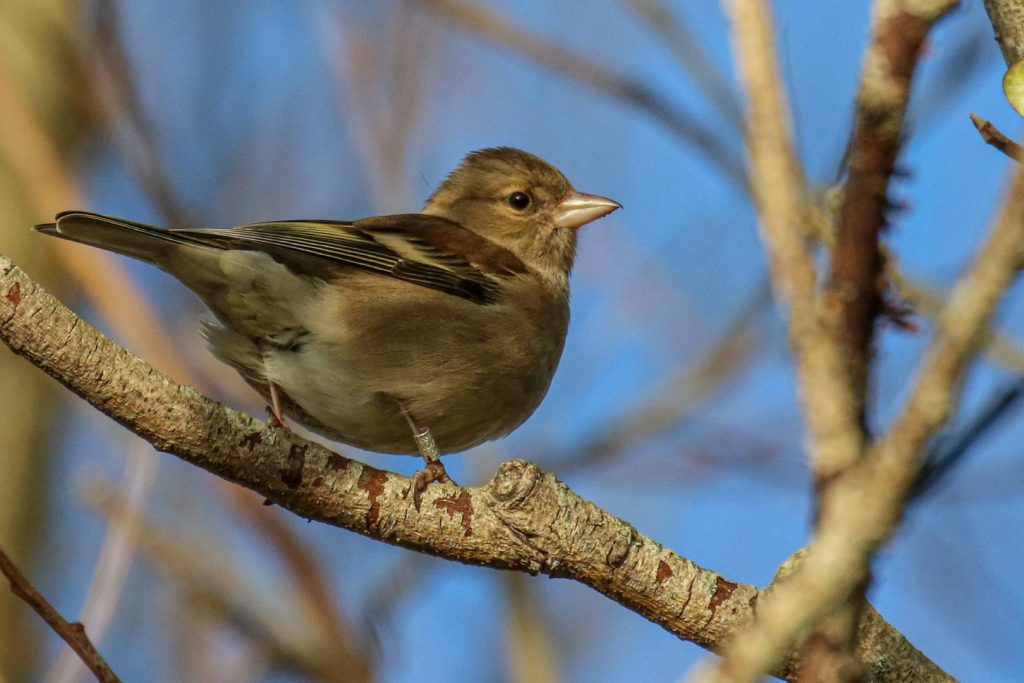 Chaffinch perched in a tree with blue sky in the background