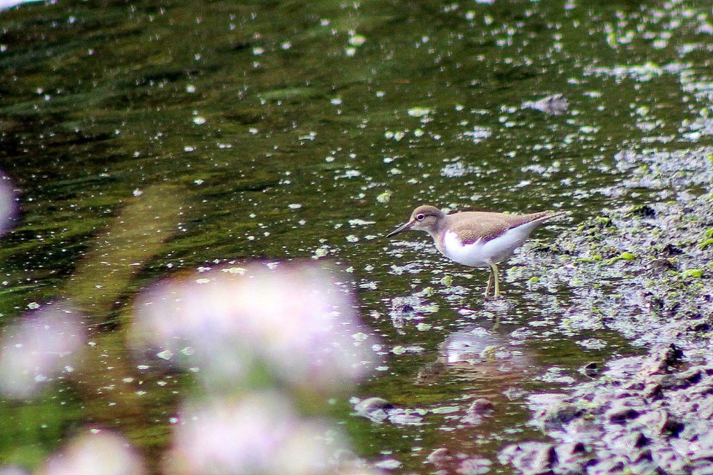 bird watching dublin