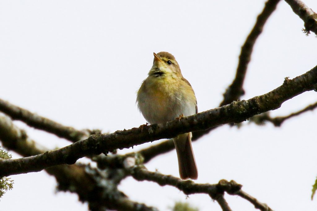 Bird Watching Wicklow