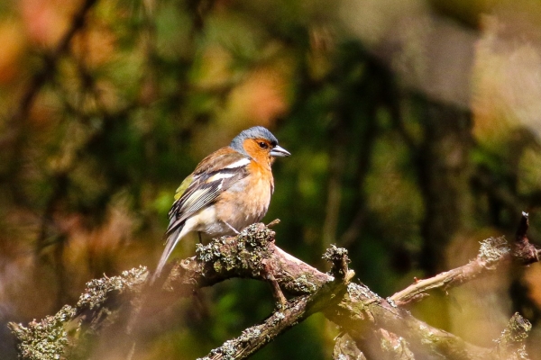 A Chaffinch on a tree branch in Coronation Plantation, County wicklow