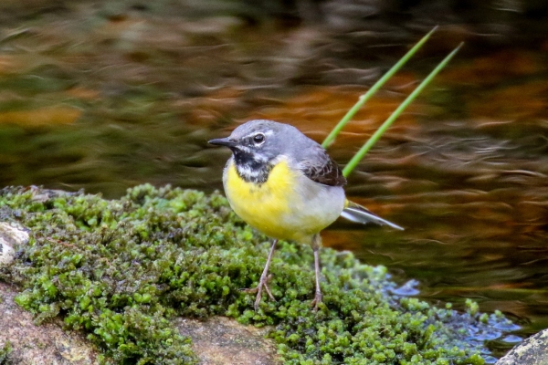 A Grey Wagtail on the bank of the River Liffey in the Dublin Moubtains