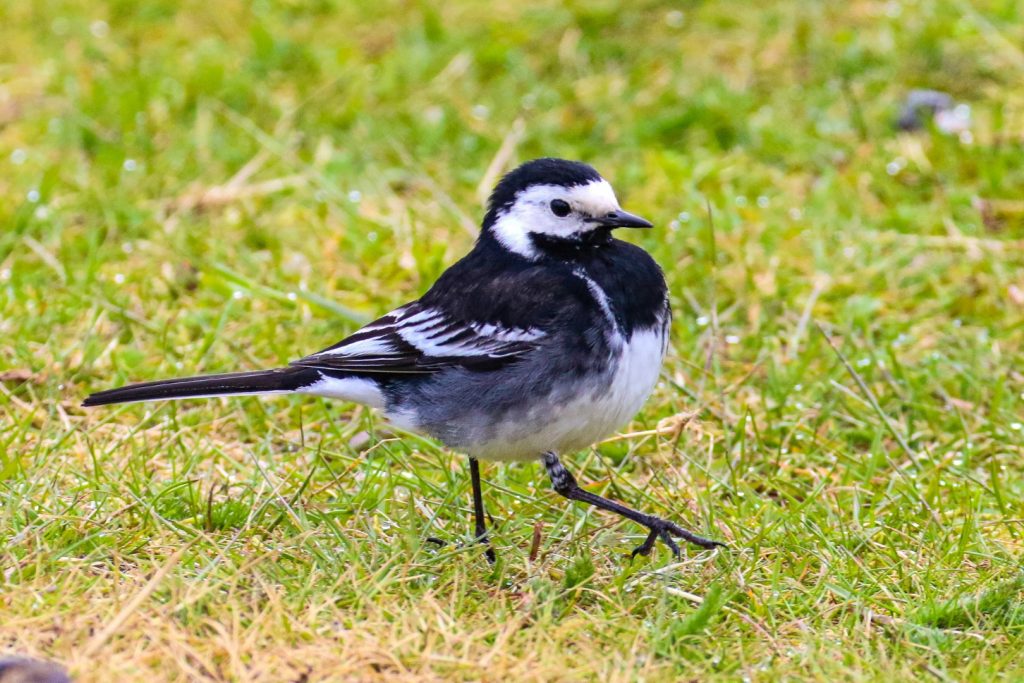 Bird Watching Wicklow