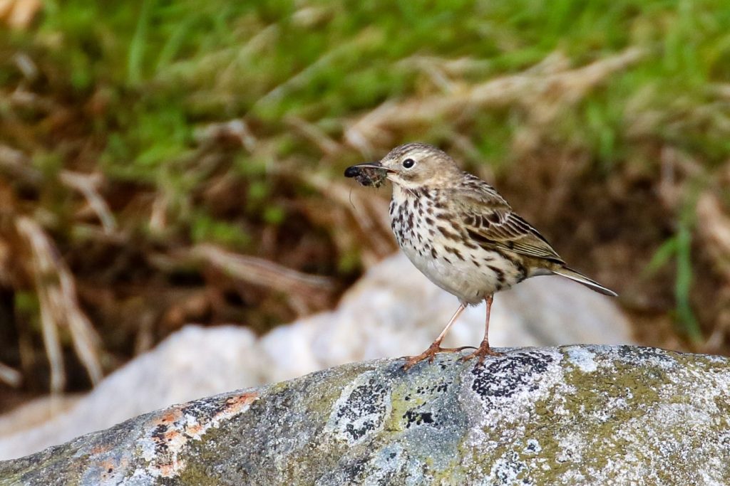 Bird Watching Wicklow