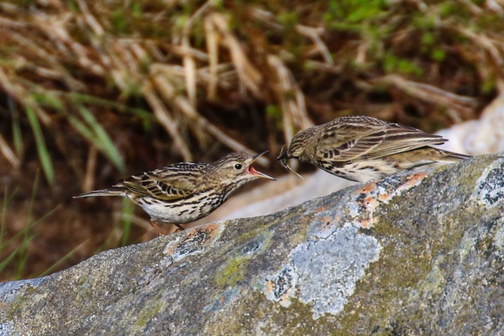 Bird Watching Wicklow