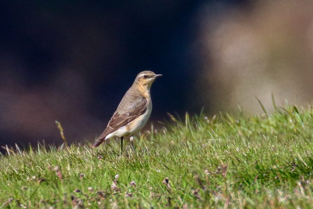 Bird Watching Wicklow