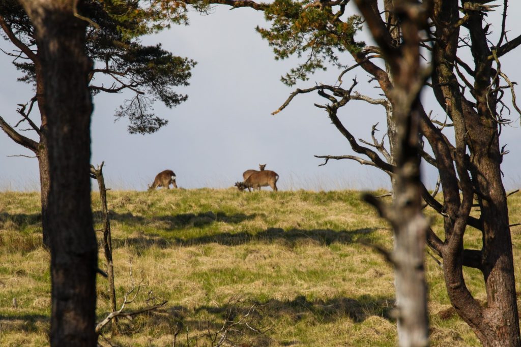 Bird Watching Wicklow