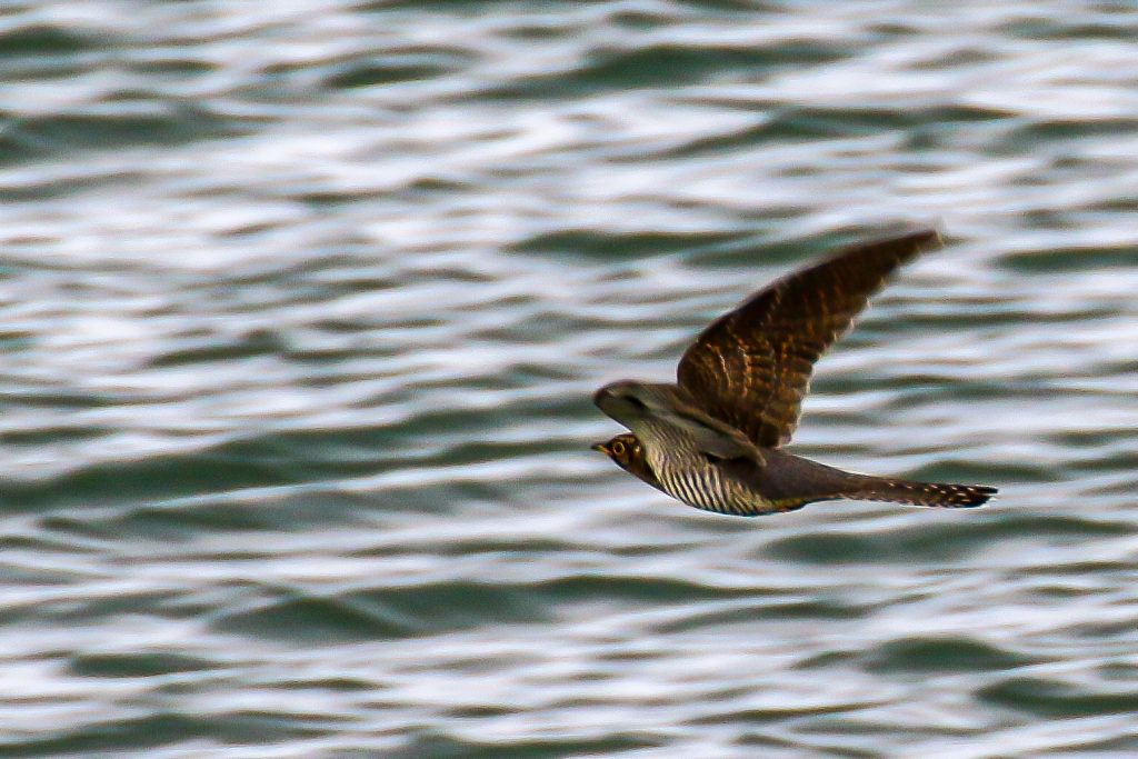 Birds Ireland