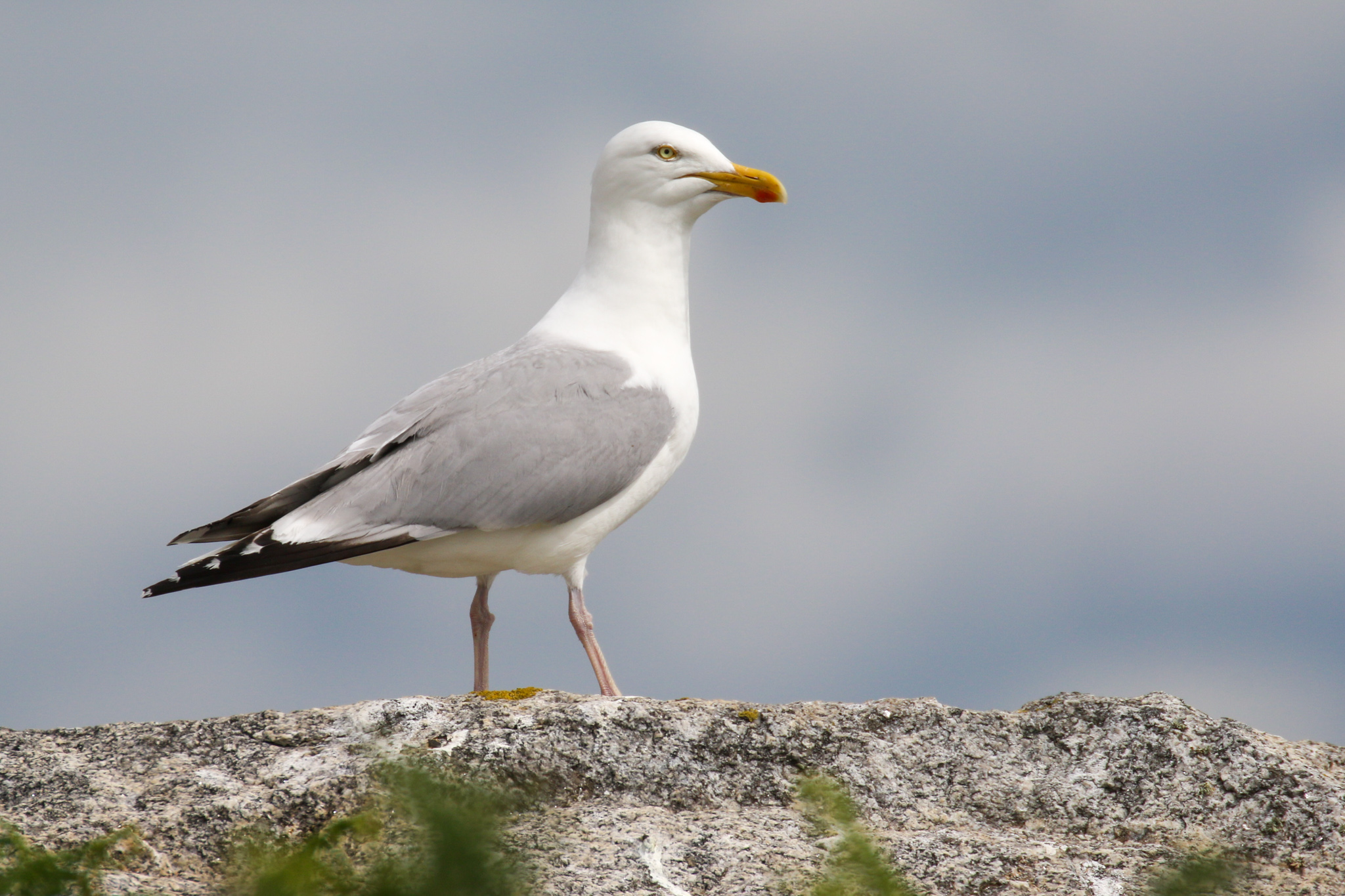 Dalkey Island Birds