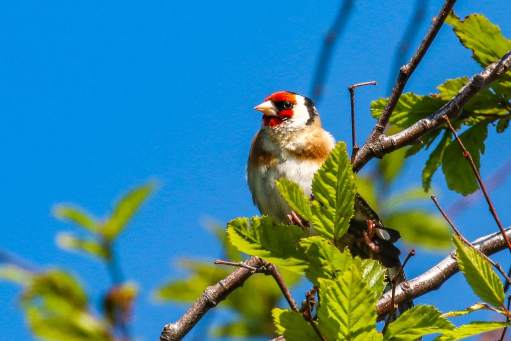 Dalkey Island Birds