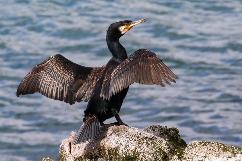 Dalkey Island Birds