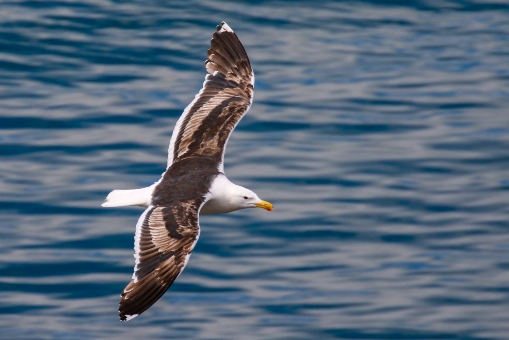 Dalkey Island Birds