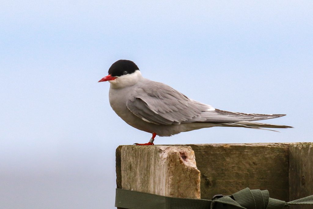 Dalkey Island Birds