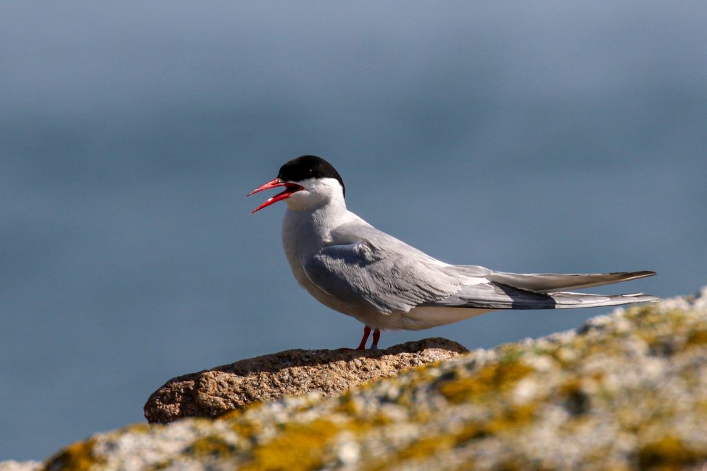 Dalkey Island Birds