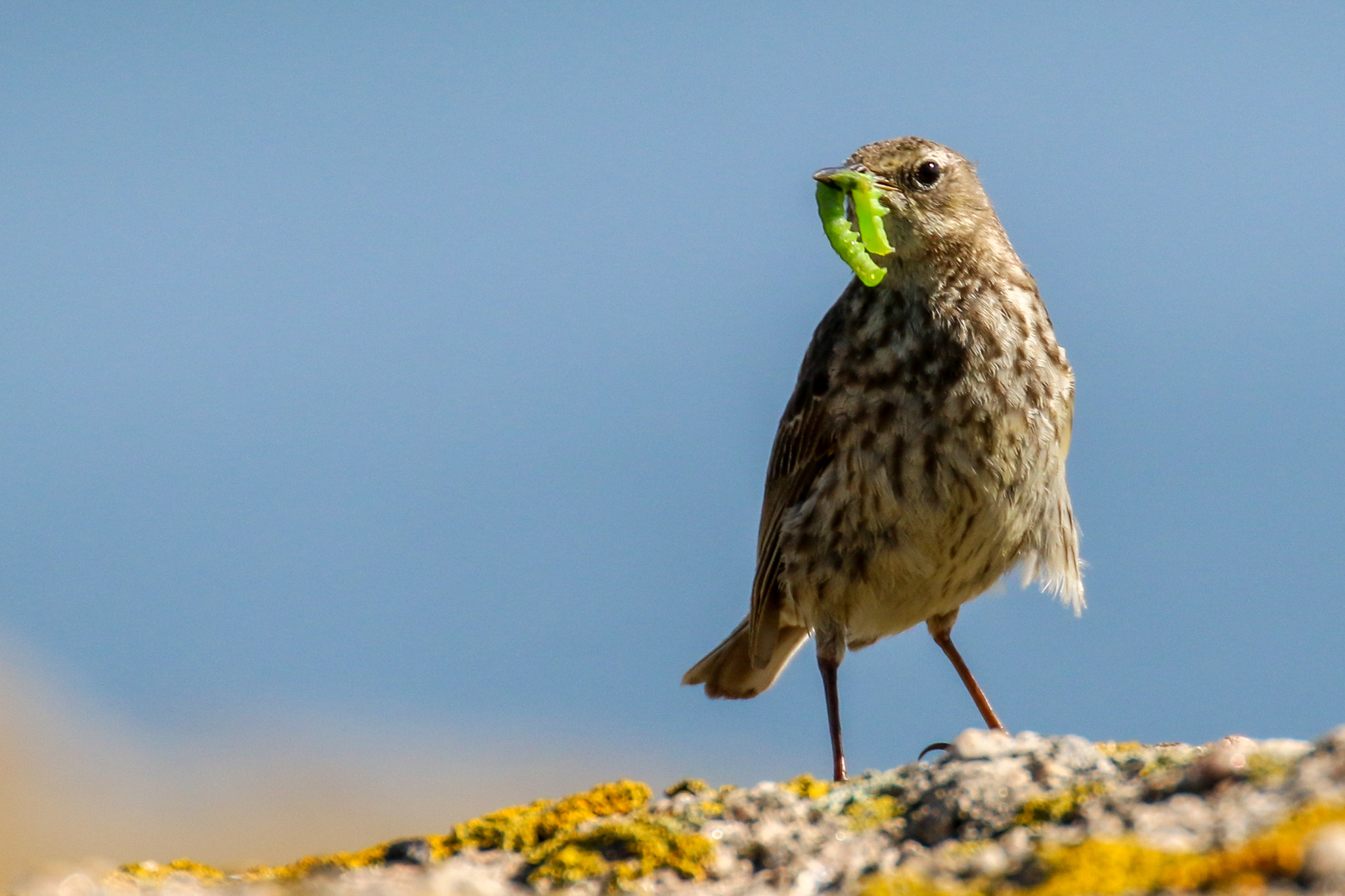 Dalkey Island Birds