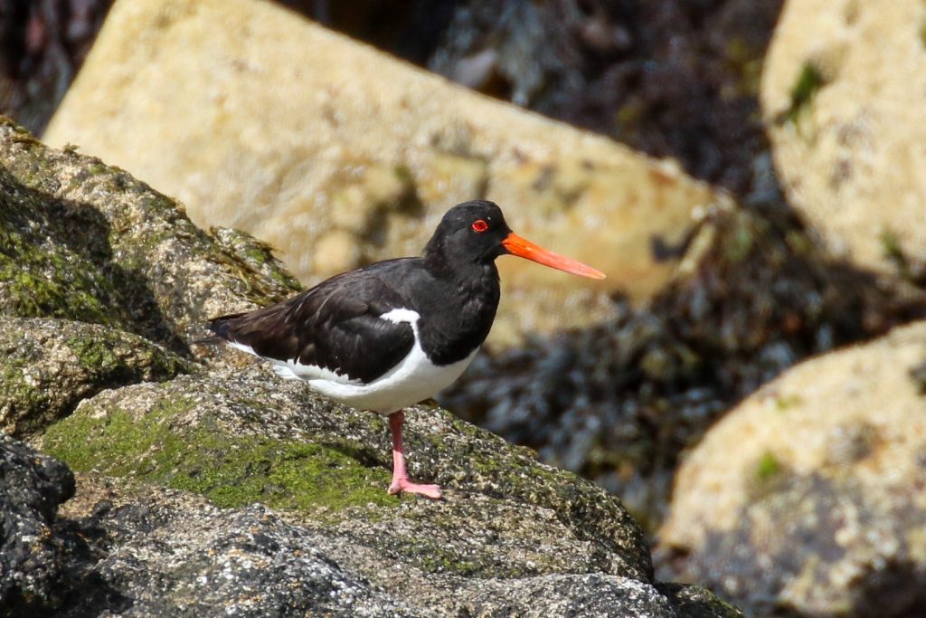 Dalkey Island Birds