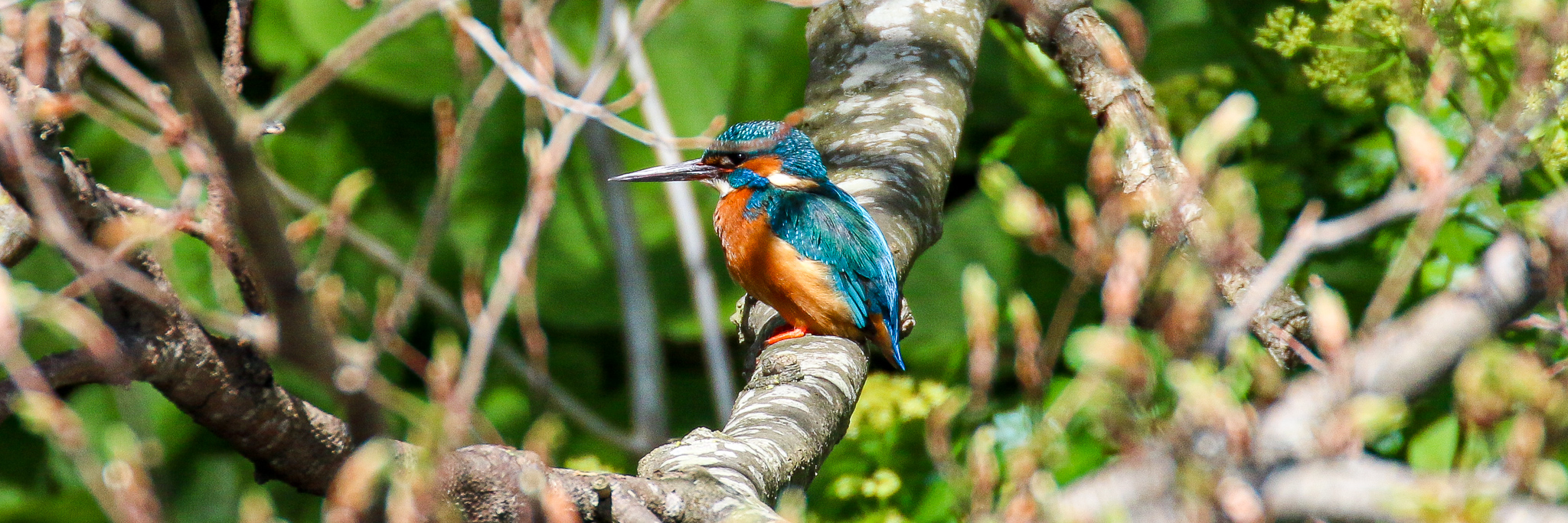 Kingfisher perched on a branch, River Dodder, Dublin, Ireland