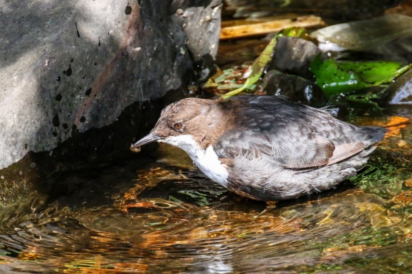 Dipper catching a small insect on the River Dodder, Dublin