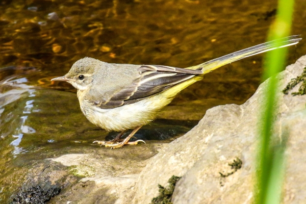 A Grey Wagtail staning on a rock in the River Dodder, Dublin