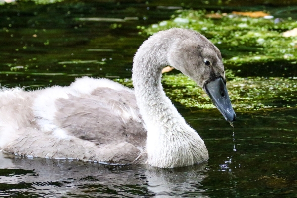 A Young Mute Swan in the pond at Bushy Park near the Dodder River, Dublin