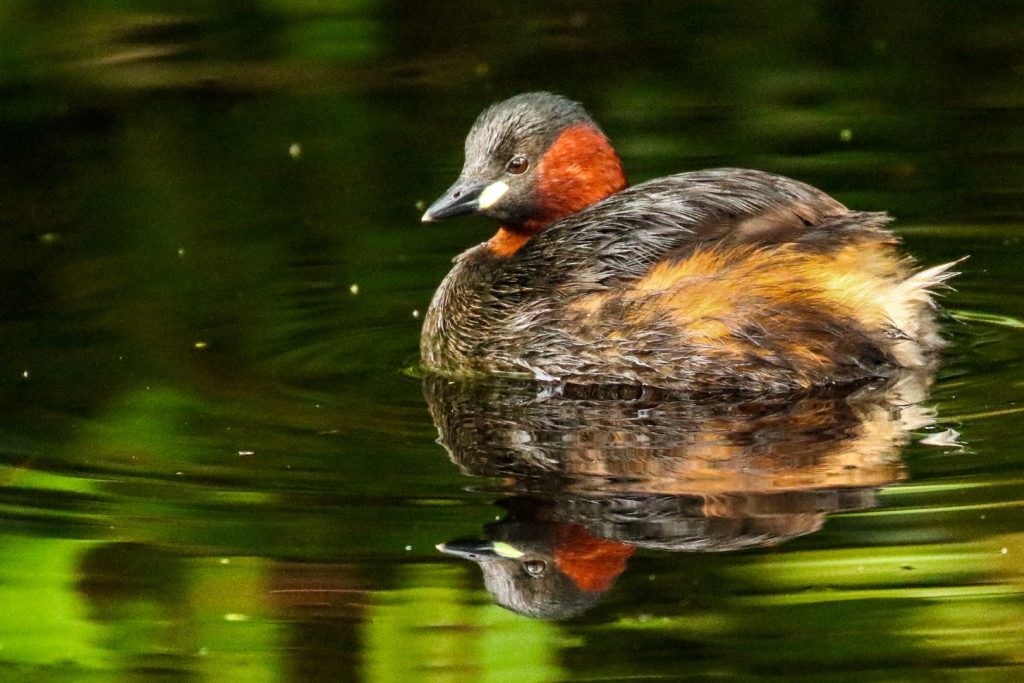 bird watching ireland