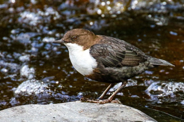 A Di[[er stands on a rock in the Dodder River, Dublin
