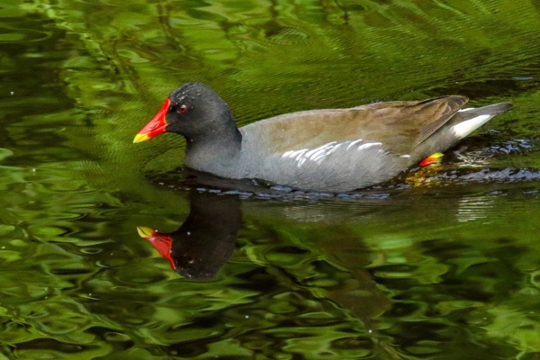 A Moorhen swims in the Dodder River, Dublin