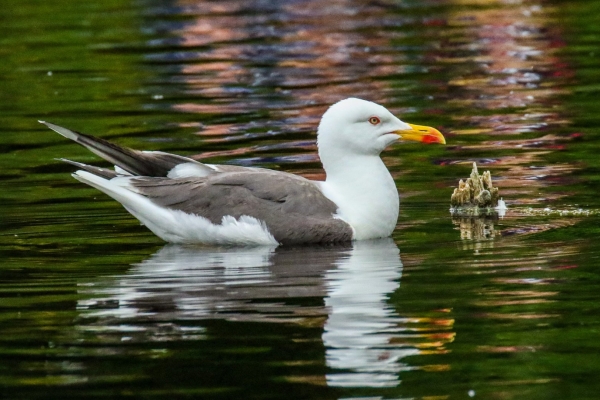 A Herrings Gull swims in Bushey Park Pond, near the Dodder River, Dublin