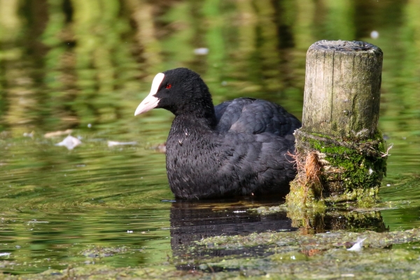 A Coot swims in Bushey Park Pond, near the Dodder River, Dublin