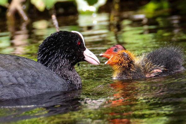 A Coot feeds a new-born chick on the River Dodder, Dublin