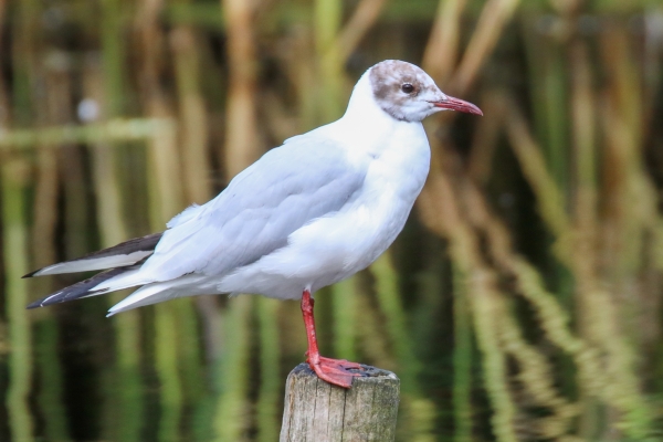 A Blaack Headed Gull in Bushey Park beside the Dodder River, Dublin