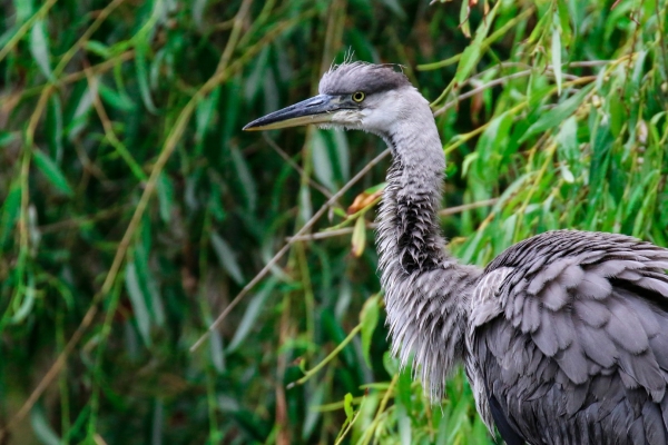 A Grey Heron in the Dodder River, Dublin