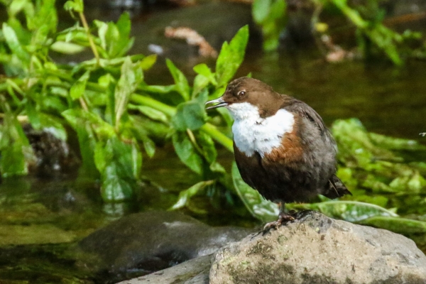 A Dipper stands on a rock in the Dodder River, Dublin