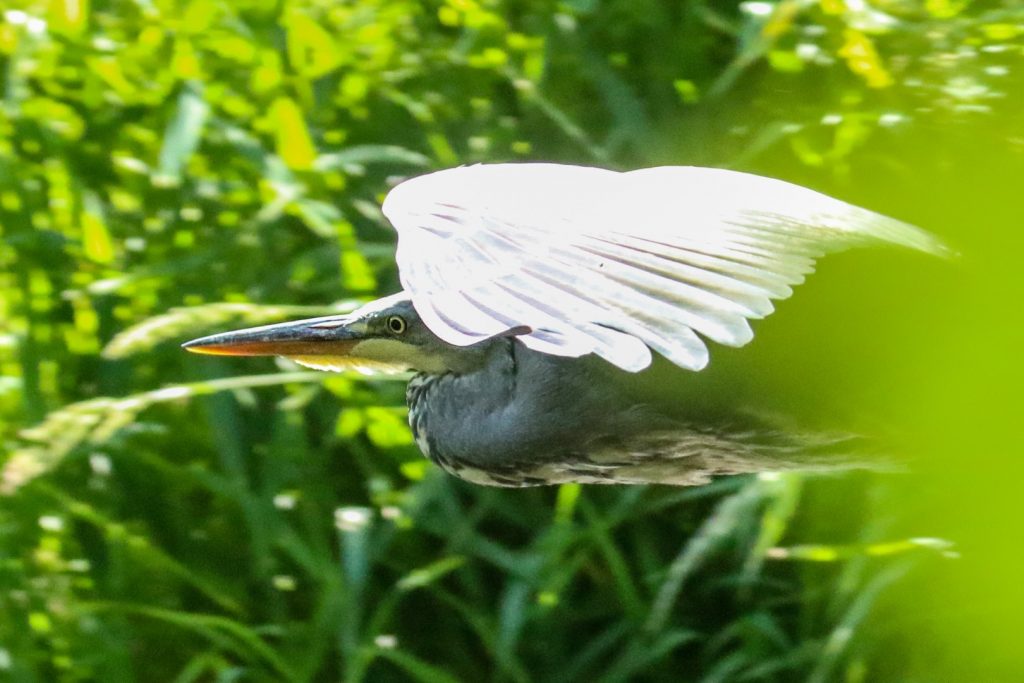 Dodder River Dublin