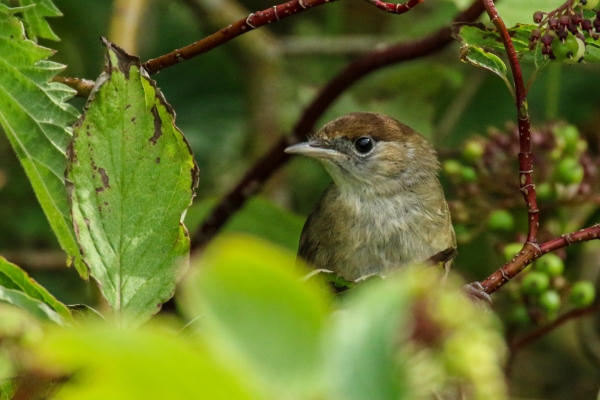 A Blackcap perched in a tree above the Dodder River, Dublin