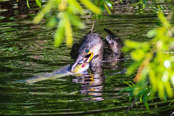 A Cormorant holding a large large fish as it tries to swallow the fish whole